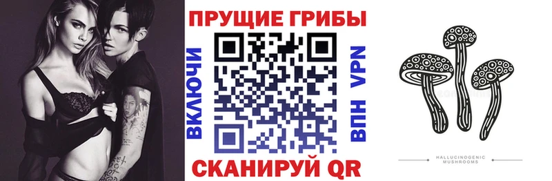 цены наркотик  Салаир  Псилоцибиновые грибы Psilocybe 